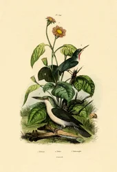 Mexikanische Sonnenblume